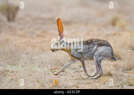 Antilope Jackrabbit Lepus Alleni Oracle Pinal County Arizona USA 23 Juli Erwachsenen Leporidae Stockfoto