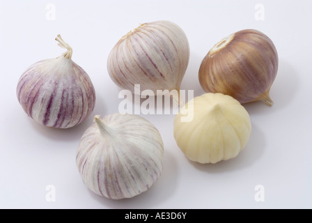 Elefant-Knoblauch, russische Knoblauch (Allium Ampeloprasum), Lampen, Studio Bild Stockfoto