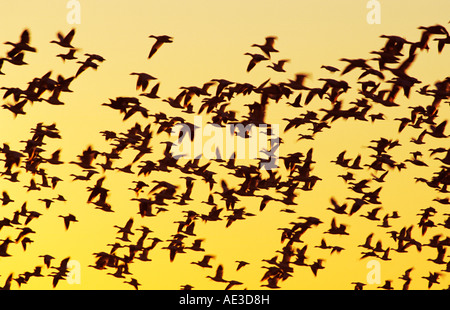 Snow Goose Chen Caerulescens Herde im Flug bei Sonnenaufgang Bosque del Apache National Wildlife Refuge New Mexico USA Stockfoto