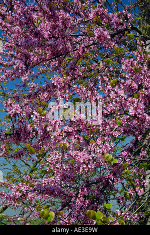 Judasbaum (Cercis Siliquastrum), Blüte Stockfoto