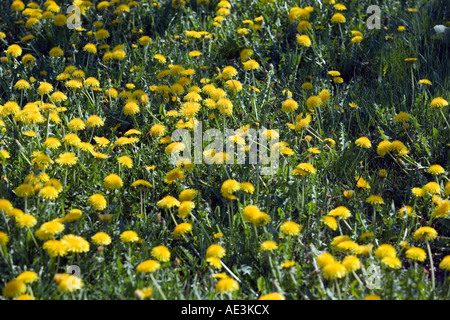 Frühling-Bereich der Löwenzahn Stockfoto