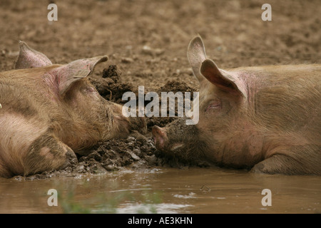 Schweine, die Verlegung in Pfütze Stockfoto