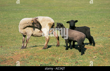 Zwei Baby-Lämmer freuen Mutter Ewe zum Abendessen auf einer kleinen Farm in der Nähe von Bend Oregon Schafe Stockfoto