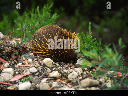 Ameisenigel, Tasmanien, Australien Stockfoto