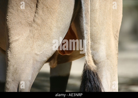 Gemeinsame Eland close up - Tragelaphus Oryx Stockfoto