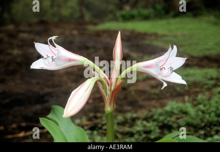 Rosa gestreifte Trompete Lily (Crinum Latifolium), Sanjay Gandhi National Park (Western Ghats). Stockfoto