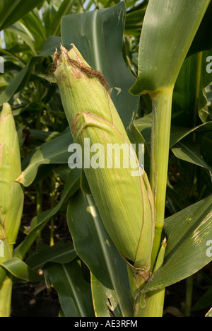 Minnesota Landwirtschaft Mais und Sojabohnen sind die zwei wichtigsten Kulturpflanzen des südlichen Minnesota Cob Mais Stockfoto