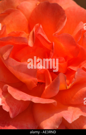 Rose-Closeup Stockfoto