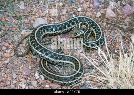 Schwarzhals-Garter Snake Thamnophis Cyrtopsis Elgin Arizona USA 22 Juli Erwachsenen Colubridae Stockfoto