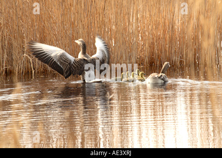 Eine Familie von Graugänsen im Schilf am Neusiedlersee an österreichischen-ungarischen Grenze Stockfoto