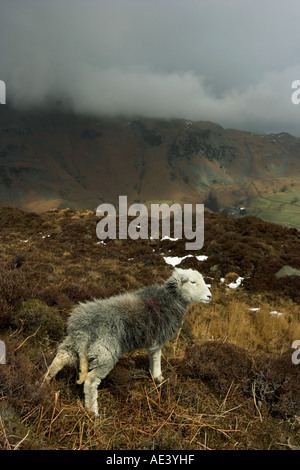 vertikale Foto Herdwick Schafe am Hang im englischen Lake district Stockfoto