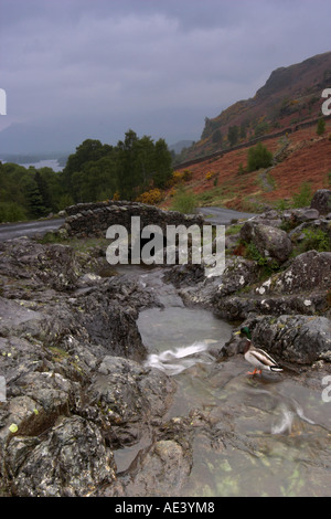 vertikale Foto der Stockente Drake im Stream bei Ashness Bridge in der Nähe von Watendlath und Derwentwater im englischen Lake District Stockfoto