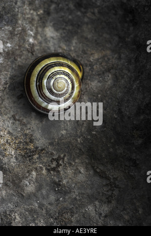 vertikale bildende Kunstfoto von Schneckenhaus auf Kalksteinfelsen Stockfoto