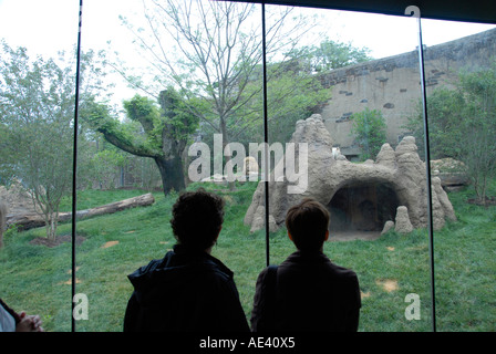 Philadelphia Zoo Big Cat Falls anzeigen Katzen hinter Glas Philadelphia Pennsylvania PA USA Stockfoto