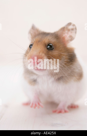 Goldhamster stehend Stockfoto