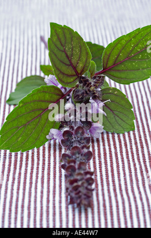 Blühenden Stängel Basilikum (Ocimum Basilicum, Lamiaceae) Stockfoto