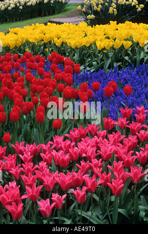 Tulpen, Narzissen und Traubenhyazinthen. Keukenhof Gärten, Niederlande Stockfoto