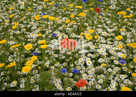 Wildblumenwiese im Sommer.Mohn Mais Ringelblumen Glebionis segetum Kamille Anthemis arvensis und blauen Kornblumen Centaurea cyanus Stockfoto
