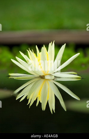 Seerose Blume. Stockfoto