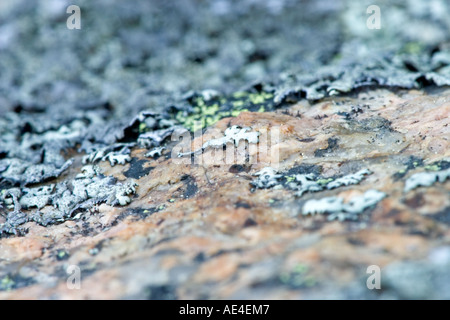 Seitenansicht der Flechten Stockfoto