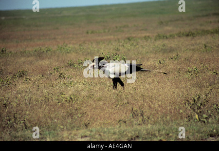 Sekretär Vogel (Sagittarius Serpentarius) auf Nahrungssuche in Seregeti National Park, Tansania. Stockfoto