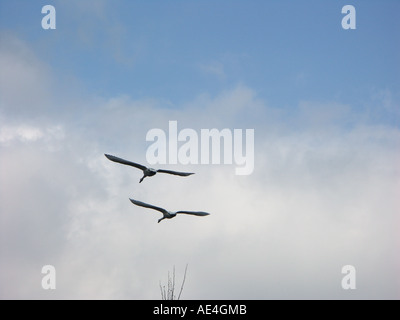 Zwei Höckerschwäne im Flug fliegen vom Betrachter weg. Stockfoto