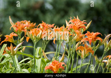 Hemerocallis Fulva Flore Pleno Stockfoto