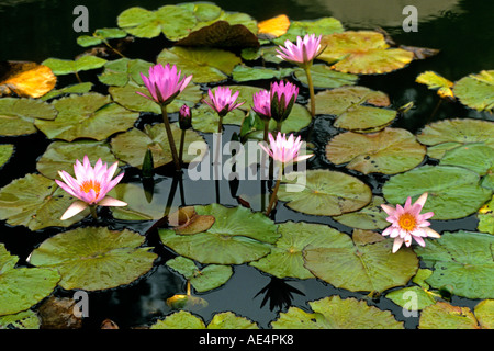 Seerosen in pink und gelb Tönen verschönern einen Teich. Stockfoto
