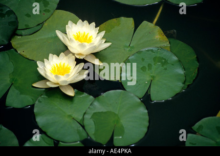 Während Seerosen mit gelben Zentren zu einen Teich verschönern. Stockfoto