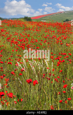 Mohnfeld Isle of wight Stockfoto