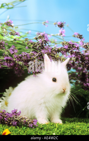 junge weiße pygmy Kaninchen vor Blumen Stockfoto