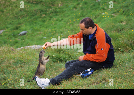 Mann, die Fütterung Alpine Marmot / Marmota Marmota Stockfoto
