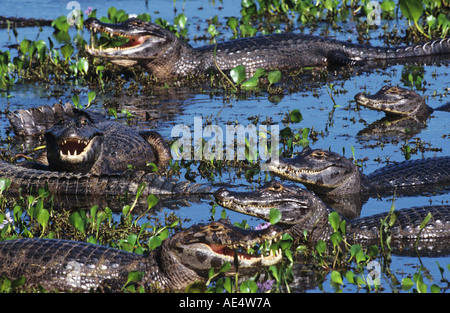 Jacare Caiman (Caiman yacare). Mehrere Personen im Wasser. Pantanal, Brasilien Stockfoto