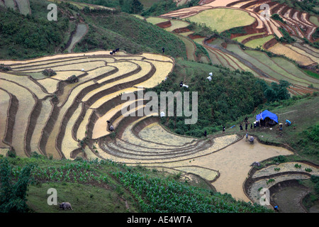 Landarbeiter und Shelter auf steilen Reis-Terrassen in der Nähe von Sapa-Nord-Vietnam Stockfoto