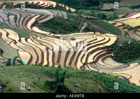 Überschwemmten Reisterrassen in der Nähe von Sapa Vietnam Stockfoto