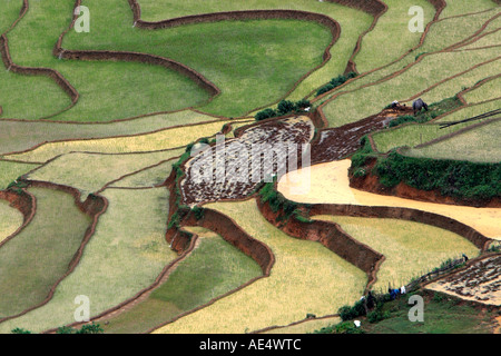 Reis-Terrassen in der Nähe von Sapa Vietnam Stockfoto