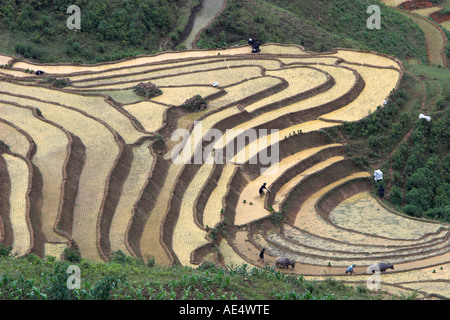 Männer und Frauen Landwirte arbeiten Reisterrassen als zwei Ochsen Pflug in der Nähe von Sapa Vietnam Stockfoto