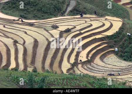 Bullock Pflüge steilen Reis-Terrassen in der Nähe von Sapa Vietnam Stockfoto