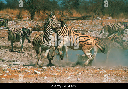 zwei Burchell-Zebras - Bekämpfung / Equus Burchelli Stockfoto