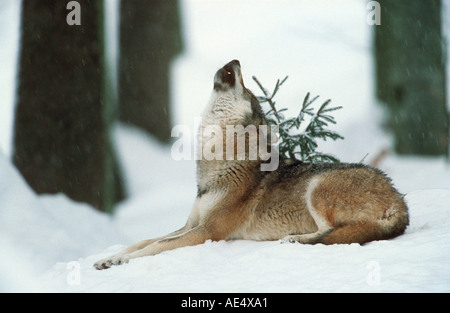 grauer Wolf - Heulen im Schnee / Canis Lupus Stockfoto