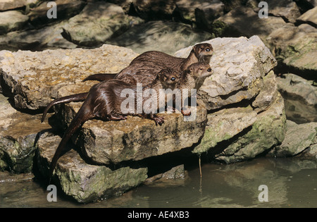 drei nordamerikanischen Fischotter stehen auf Steinen / Lutra Canadensis Stockfoto