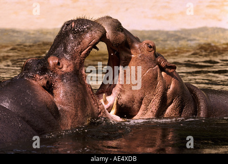 zwei Nilpferde / kämpfen im Wasser Stockfoto