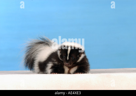 junge gestreiften Skunk - liegend / Mephitis Mephitis Stockfoto