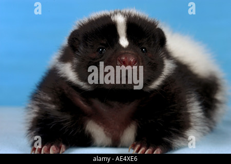 junge gestreiften Skunk - liegend / Mephitis Mephitis Stockfoto