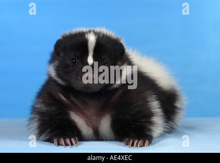 junge gestreiften Skunk - liegend / Mephitis Mephitis Stockfoto