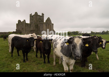 Dunbrody Abbey, Dumbrody, County Wexford, Leinster, Irland (Eire), Europa Stockfoto