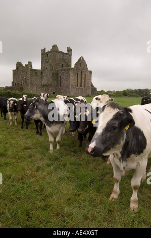 Dunbrody Abbey, Dumbrody, County Wexford, Leinster, Irland (Eire), Europa Stockfoto