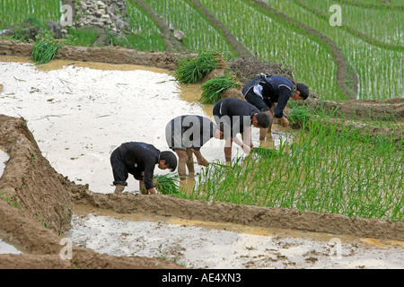 Bergvolk Männer neu bepflanzen und anderem halb angebaute Reis in der Nähe von Sapa-Nord-Vietnam Stockfoto