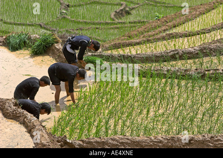 Bergvolk Männer neu bepflanzen und anderem halb angebaute Reis in der Nähe von Sapa-Nord-Vietnam Stockfoto