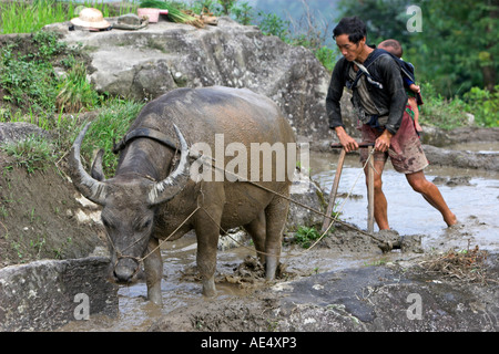 Bauer mit Kind auf Rückseite verwendet Büffel Pflug, Reis-Terrassen in der Nähe von Sapa Vietnam zu bebauen Stockfoto